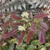 Sandy Claws Epimedium