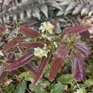 Sandy Claws Epimedium