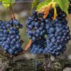 Sangiovese Wine Grape