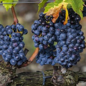 Sangiovese Wine Grape
