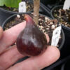 Sangue Dolce Fig