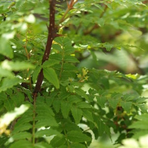 Sansho Japanese Pepper