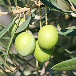 Santa Caterina Olive