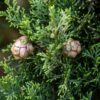 Santa Cruz Cypress