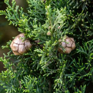 Santa Cruz Cypress