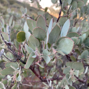 Santa Margarita manzanita