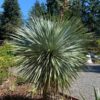Sapphire Skies Beaked Yucca