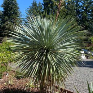 Sapphire Skies Beaked Yucca