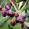 Saracena Olive
