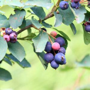 Saskatoon Berry