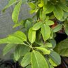 Sausage Vine