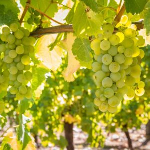 Sauvignon Blanc Wine Grape