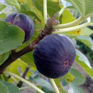 Scott's Black Fig