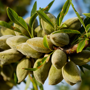 Seaside™ Almond