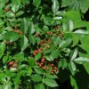 Sechuan Pepper