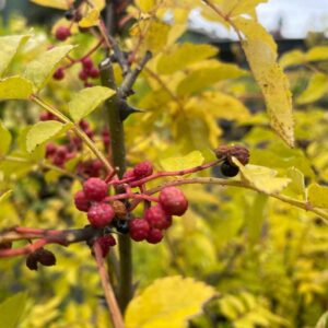 Sechuan Peppercorn