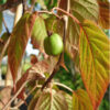 September Sun Arctic Beauty Kiwi