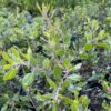 Shag Bark Manzanita