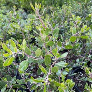 Shag Bark Manzanita