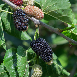 Shangri La Mulberry