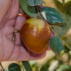 Shanxi Li Jujube