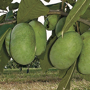 Shenandoah™ Pawpaw