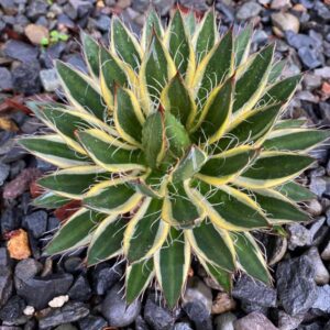 Shira ito no ohi Agave