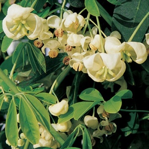 Shiro Bana Akebia Vine