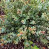 Shooting Star Manzanita