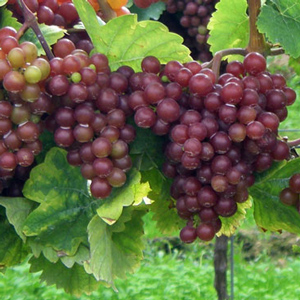 Siegerrebe Wine Grape