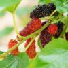 Silk Hope Mulberry