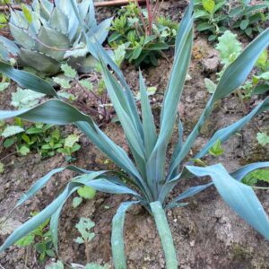 Silver Anniversary Yucca