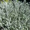Silver Anouk Spanish Lavender