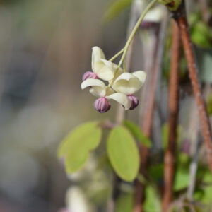 Silver Bells™ Akebia
