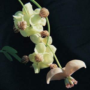 Silver Bells™ Akebia Vine