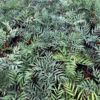 Silver Caress Mahonia Seedling