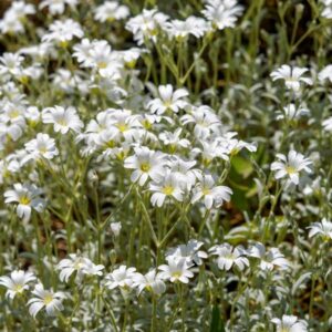 Silver Carpet Cerastium