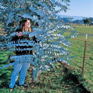 Silver Dollar Gum Eucalyptus