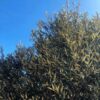 Silver Leaf Oak Tree