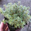 Silver Lemon Thyme