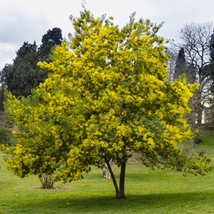 Silver Wattle Acacia Tree