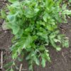 Skirret