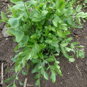 Skirret