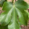 Smith Fig