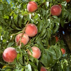 Snow Beauty White Peach