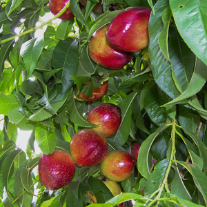 Snow Queen Nectarine