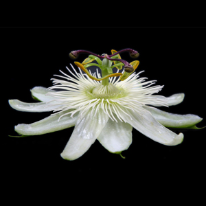 SnowPop™ Maypop Passionflower