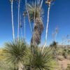 Soaptree Yucca
