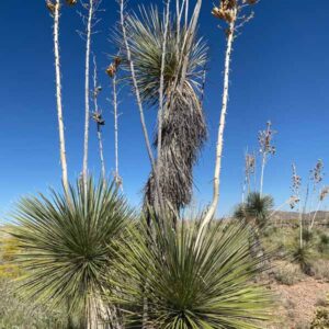 Soaptree Yucca