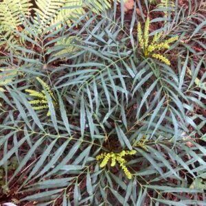 Soft Caress Mahonia